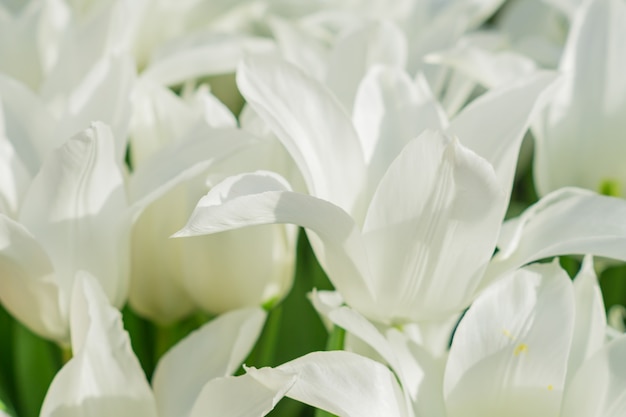 Field of blooming white tulips in spring garden