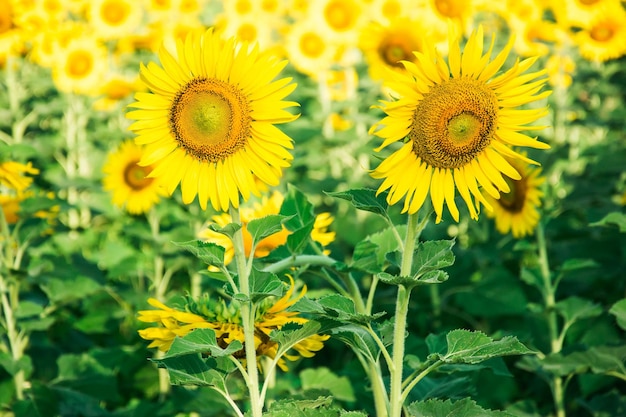 Field of bloooming landscape of Sunflower Farm