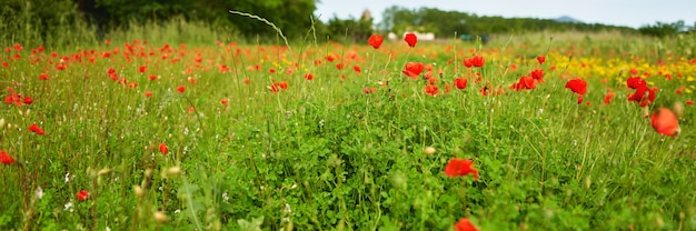 Field of bright red corn poppy flowers in summer.