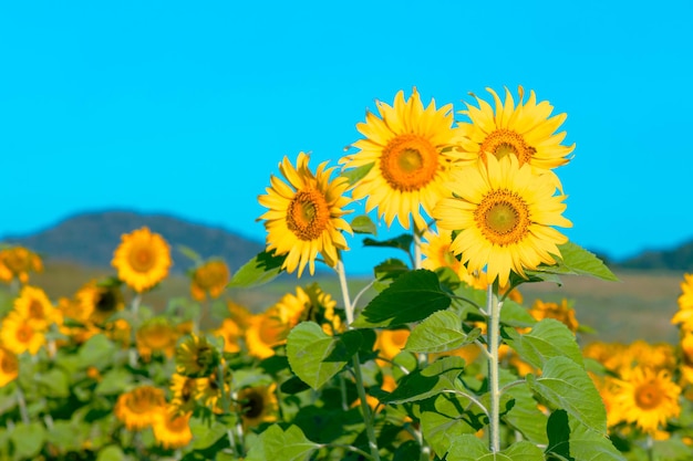 Field of brightly colored sunflowers in midday sun on a hillside