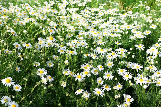 Field of camomiles in a sunny day background