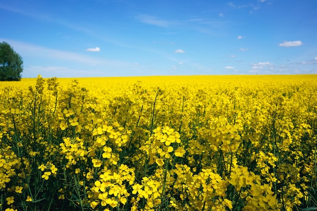 A field of canola is shown against a blue sky.