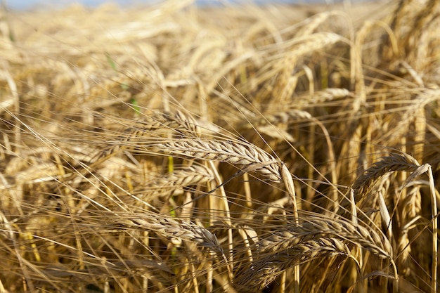 Field of cereal in the summer - an agricultural field with yellowed ripe cereal in the summer