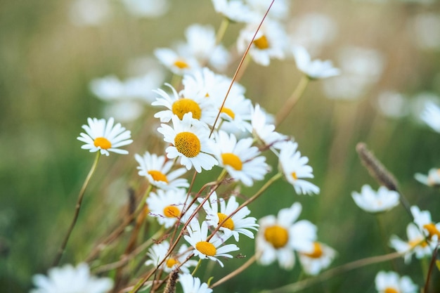 Field chamomile in the meadow daisies close up on a sunny day white flowers summer background