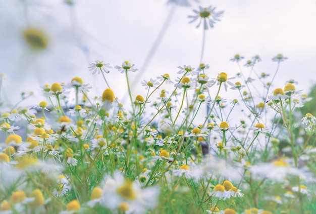 Field of chamomiles daisies in a field blooming medical chamomiles