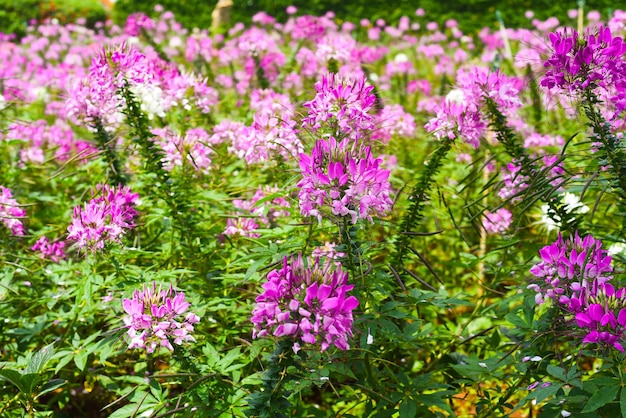 Field of Cleome spinosa flowers or spiny spiderflower in Da Lat in Vietnam