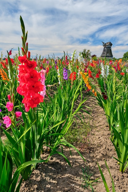 Field of colored blooming gladioli against a cloudy sky