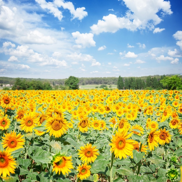 Field of colorful sunflowers at bright summer day