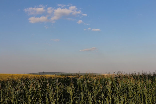 A field of corn and blue sky