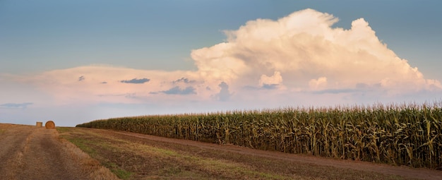 A field of corn and a nearby harvested field with straw bales in summer