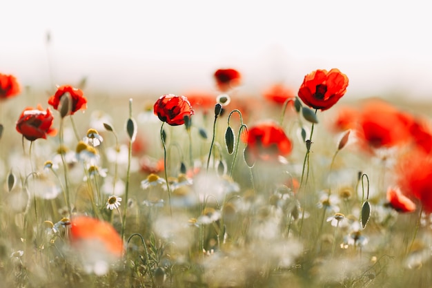 Field of corn poppy flowers papaver rhoeas in spring