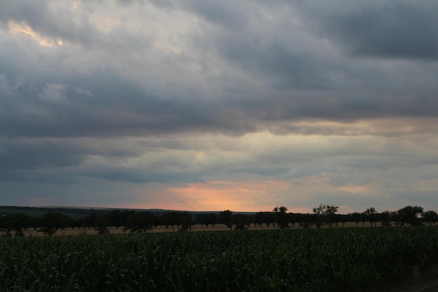 A field of corn and trees