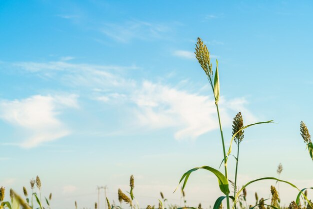 a field of corn with the sky in the background