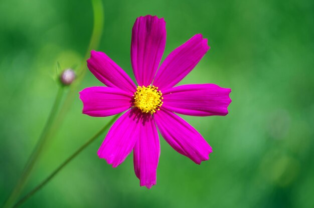 Field of cosmos flower background