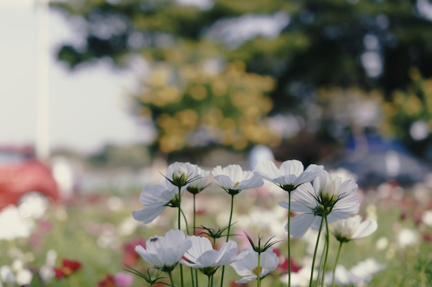 Field of cosmos flower