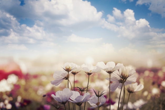 Field of cosmos flower