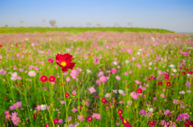 Field of cosmos flowers