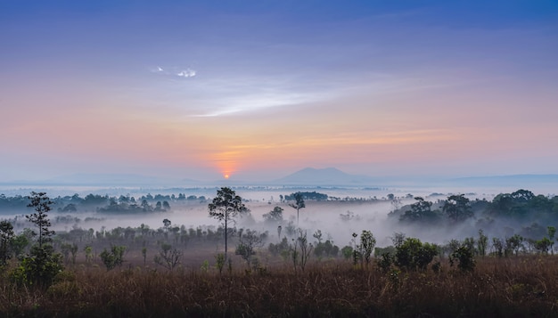 Field covered by fog at sunrise