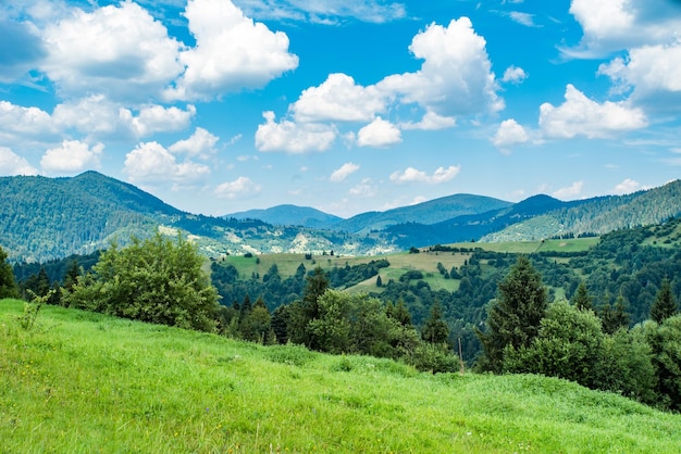 A field covered with grass amid beautiful mountains covered with forests on a warm summer day green young mountains