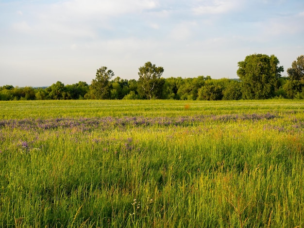 A field covered with green grass weeds in summer at sunset Rural landscape