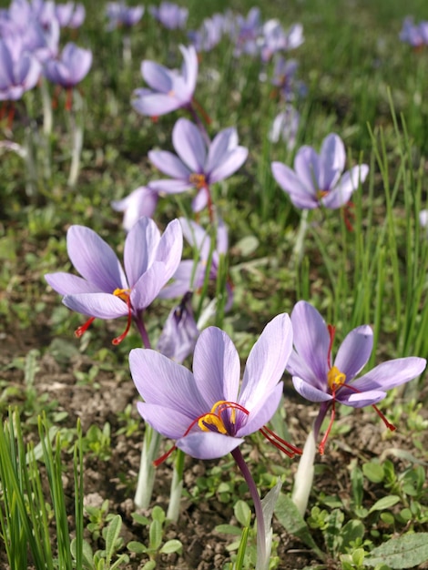 A field of crocus flowers with the red center.