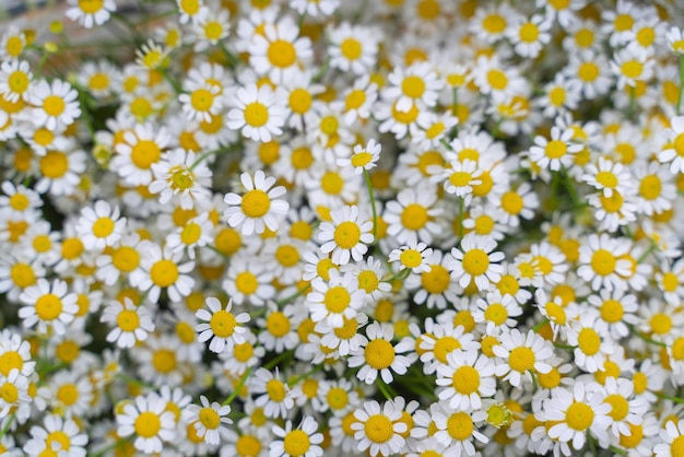 Field of daisies lots of flowers floral background beautiful nature chamomile landscape