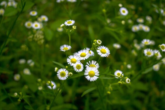 Photo a field of daisies with a field of white flowers