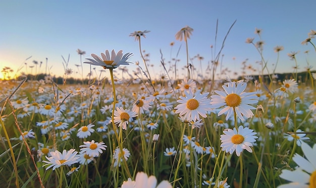 a field of daisies with the sun setting behind them