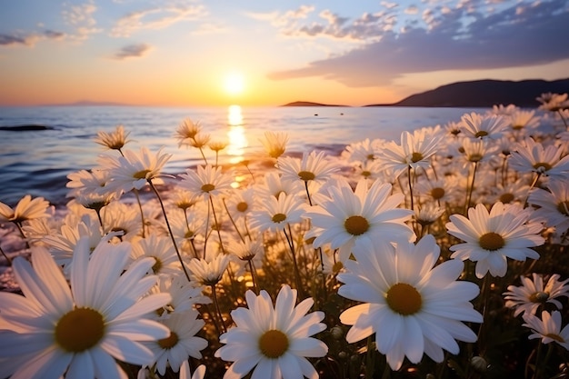 a field of daisies with the sun setting behind them