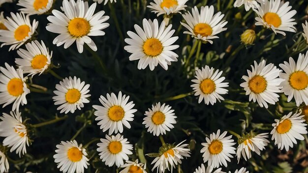 Photo a field of daisies with a yellow center and a white flower with a yellow center