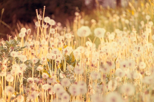 Field of dandelions