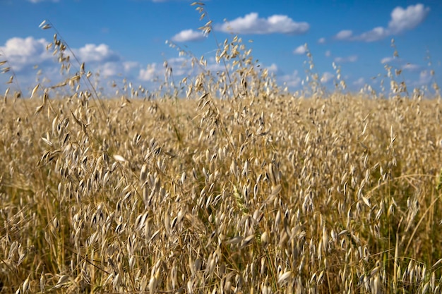 A field of different varieties of oats and barley.