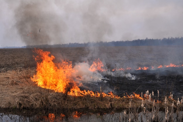 A field of dry grass is on fire in early spring.