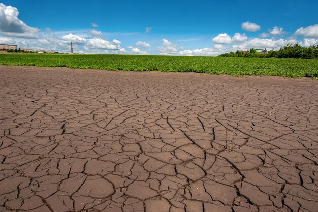 Field edge where soil dries up after flooding due to heavy rainfall and green soybean field climate change