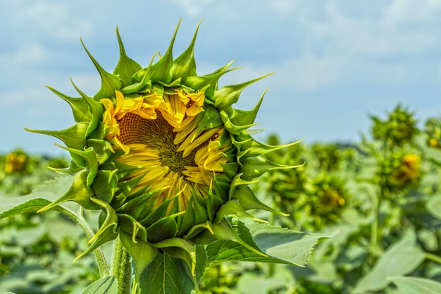 A field of even rows of sunflower plants, protected from pests, weeds, and diseases