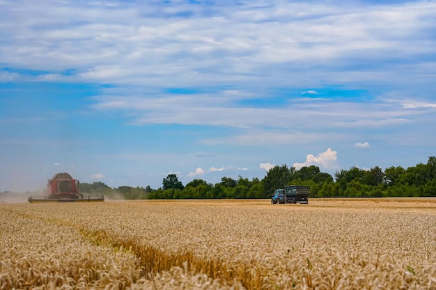 Field farming cereal by big combine Yellow wheat harvesting