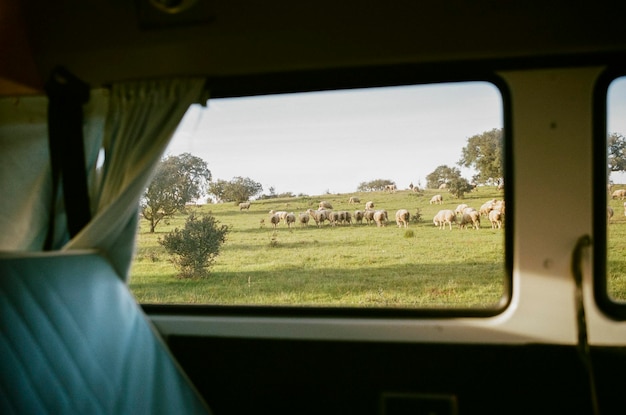 A field filled with sheep shot through the window of a car in portugal shot on 35mm kodak film