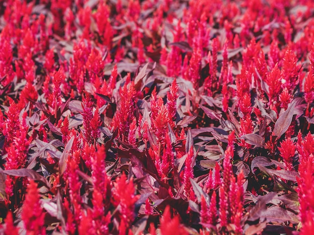 Field of flower 