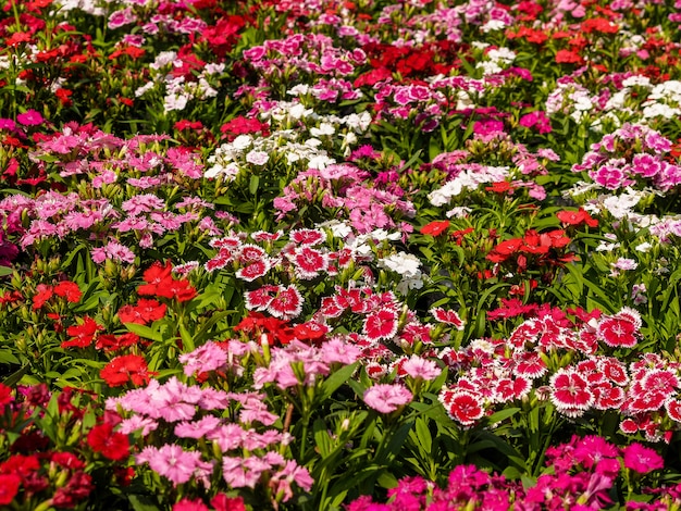 Field of flower 