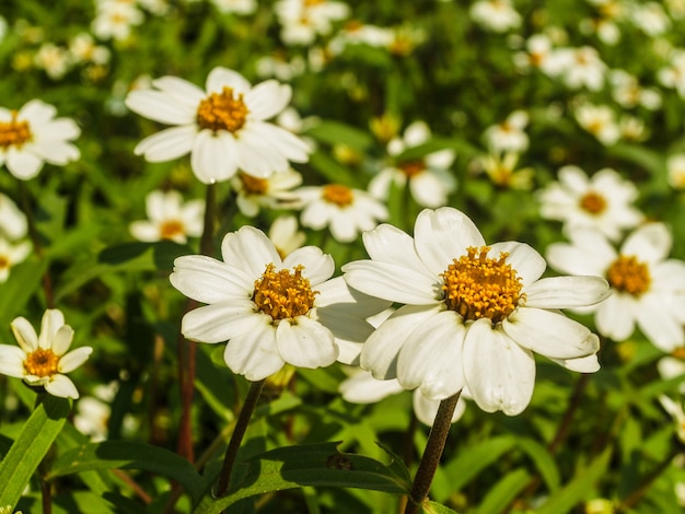 Field of flower 