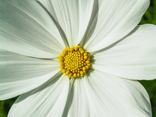 Field of flower 