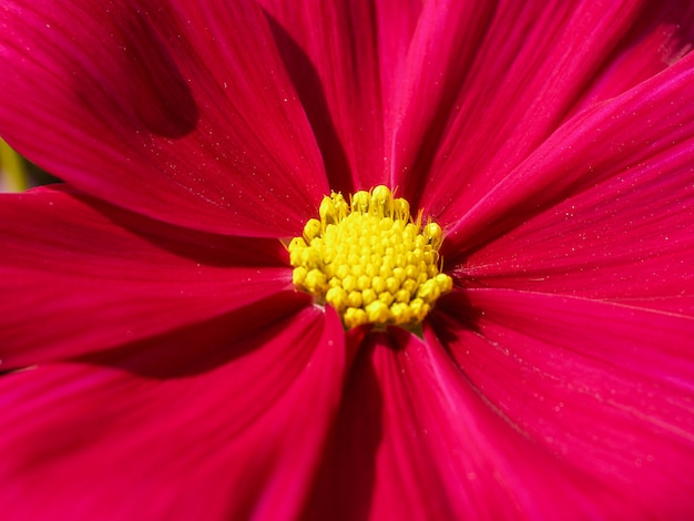 Field of flower 