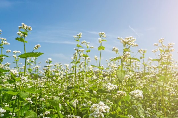 Field of flowering buckwheat against the sky with clouds