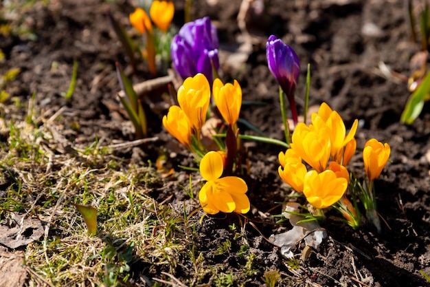 Field of flowering crocus vernus plants group of bright colorful early spring flowers in bloom in the grass purple violet and yellowfirst spring flowers