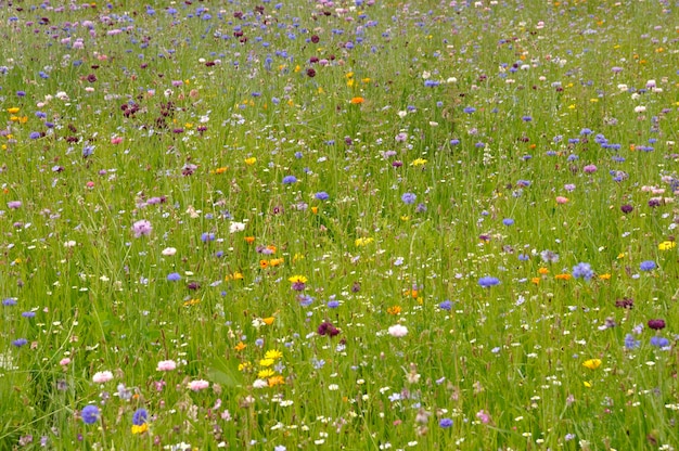 Field of flowers in France