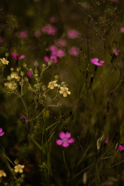 A field of flowers in the middle of a field of purple flowers.