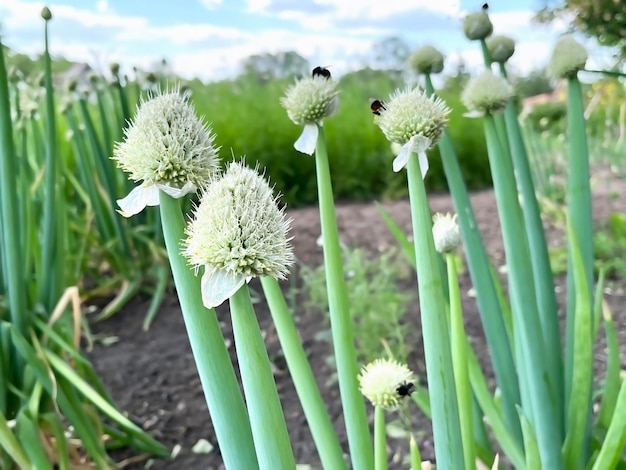 a field of flowers that has the word bee on it