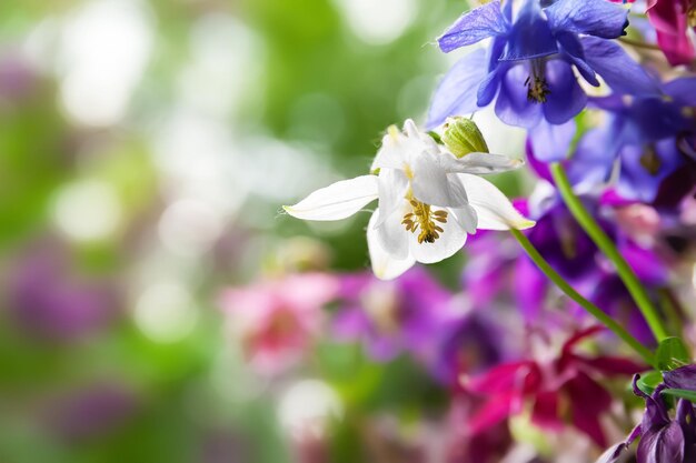 Field flowers Wildflowers natural background with copy space Small depth of field Selective focus