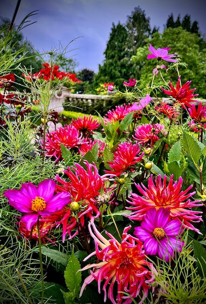 a field of flowers with a fence in the background