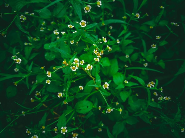 A field of flowers with a green background